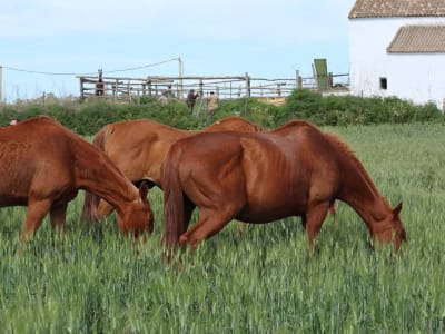 Yeguada Marqués de Cartagena - hipica in Marchena