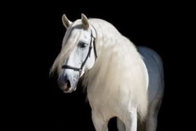 Yeguada Aimaran - hipica 