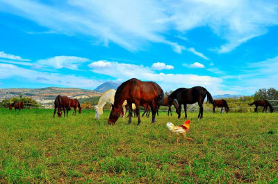 YEGUADA LUQUE GUERRERO - hipica 