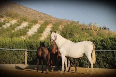 Yeguada J Oller - hipica in Oria