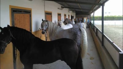 Centro Hípico El Valle - hipica in Tercia