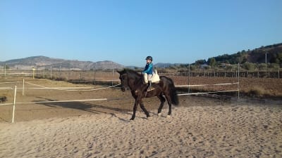 Club Hípico Fran Sáez Pinoso - hipica in El Pinós