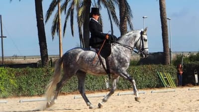 Laura Sánchez.Equitación en silla de cornetas - hipica in Albacete