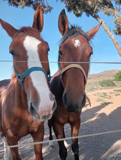 Hipicén Club Hípico - hipica in Torre-Pacheco