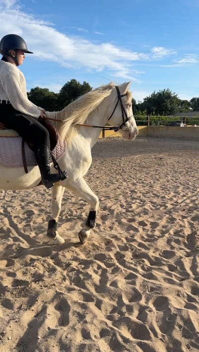 Chevalli Academy - hipica in San Bruno