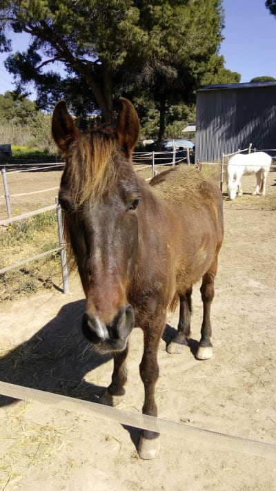 Centro Hípico Campoamor - hipica in Orihuela