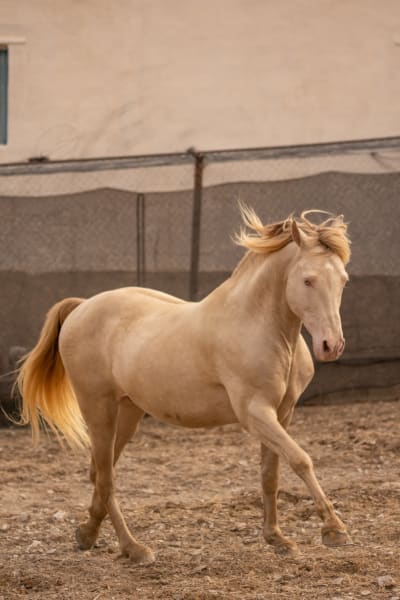 YEGUADA PEREZ MONTEAGUD - hipica in Uleila del Campo