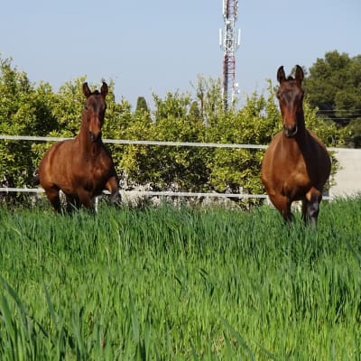 YEGUADA AMADEO BOU . CABALLOS PRE - hipica in Onda