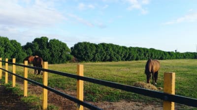 CENTRO HIPICO JEREZ - hipica in Jerez de la Frontera