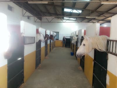 El Laminillo. Escuela Equina Pepe Rios - hipica in Mairena del Aljarafe