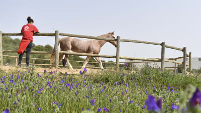 La Herradura Terapias Ecuestres - hipica in Dos Hermanas