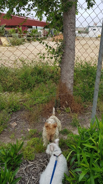 Club Hípico Caminos y Era - hipica in Salteras