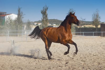 AlmaEcuestre - hipica in Llerena