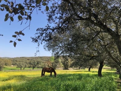 Entre caballos por la dehesa - hipica in Monesterio