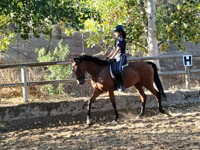 Centro Hipico Martín Moreno - hipica in Nerva