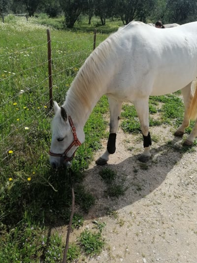 Clube Hípico de Loulé - hipica in Loulé