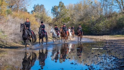 Club Hípico La Cabriola - hipica in Sevilla