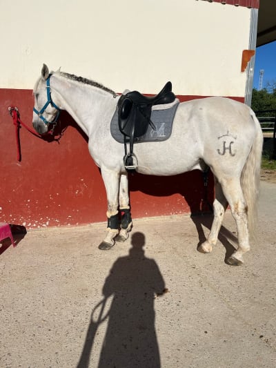 Centro hípico Zaudín - golf in Bormujos