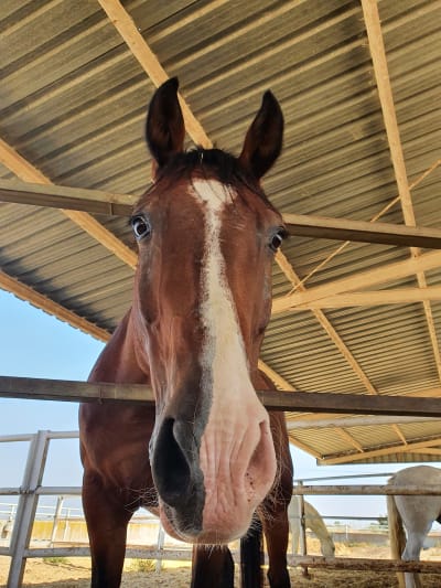 Hípica Pedro Macías - hipica in La Rinconada
