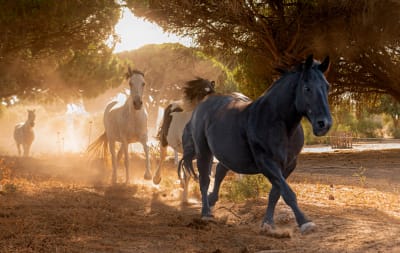 Centro Hípico Equinsoul (Guaro, Málaga) - hipica in Guaro