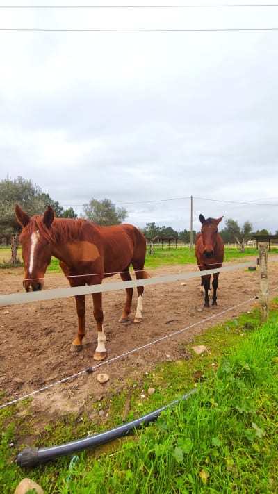 Centro Hípico de Abrantes - hipica in Abrantes