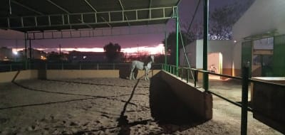 Picadero Calixto - hipica in Sevilla