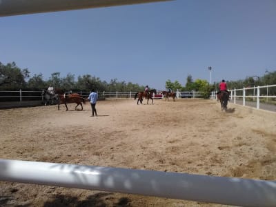 PICADERO EL ABUELO - hipica in Umbrete