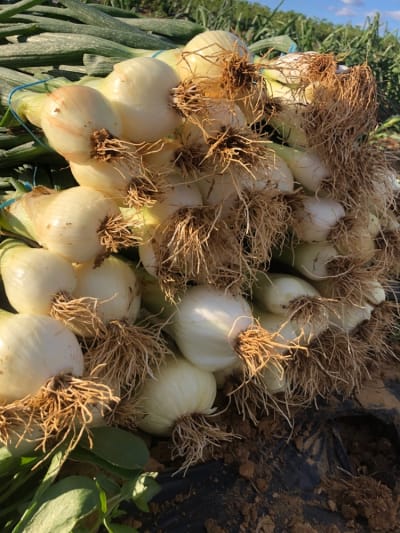 Sanchez Vazquez C.A.R - hipica in Escacena del Campo