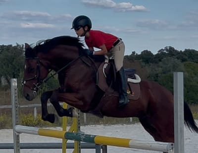 NEGRÉUS HORSE CENTER - hipica 