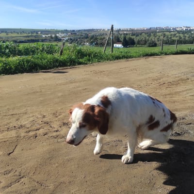 Olival da Freira Equestrian Club - hipica in Beja
