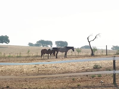 Herdade Da Mata - hipica in Alcáçovas