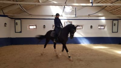 Vilamoura Equestrian School - hipica in Algoz
