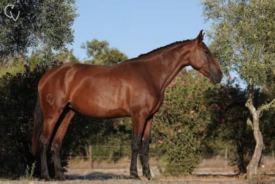 Equi-resort Courela da Vala - hipica in Grândola