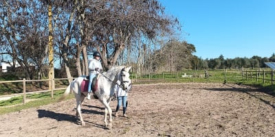 Coudelaria Rita Cotrim - hipica in Golegã