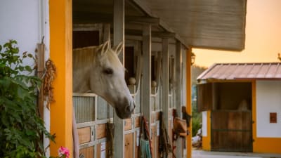 MK Equestrian Arts - hipica in Vimeiro