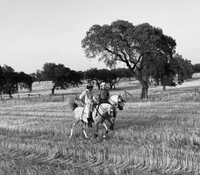 Yeguada Fernandez Millares - hipica in Gibraleón