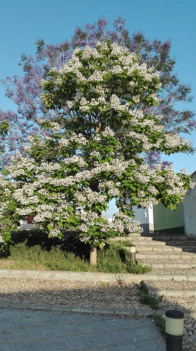 Yeguada Aquilino Moya - hipica in Écija