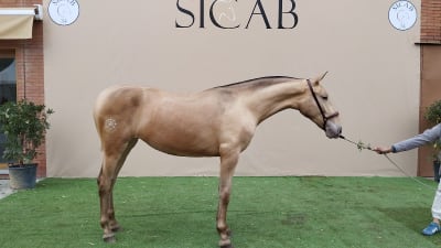 YEGUADA EL TIMÓN - hipica in La Algaba