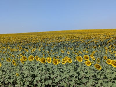 Terapias Ecuestres. Yeguada Francisco Olivera - hipica in Alcalá de Guadaíra