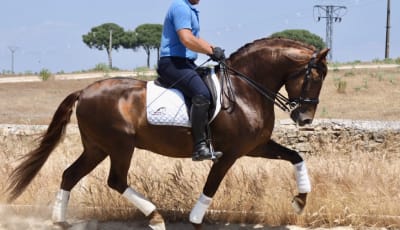 IBERIAN HORSES - hipica in Navas del Madroño
