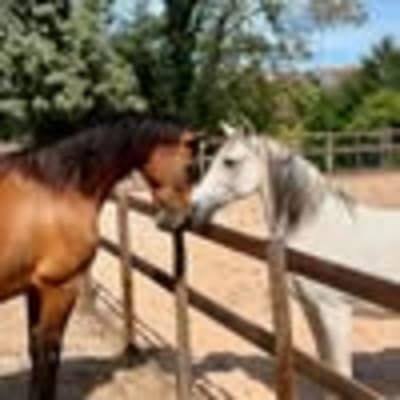 Horse riding Penela - hipica in Vale do Espinhal