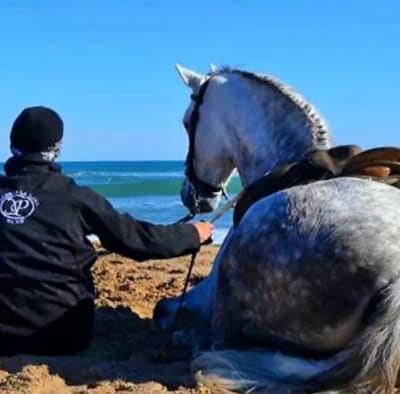 Hipica La Plana - hipica in Muro d'Alcoi