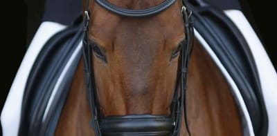 iQuus HORSE - hipica in Vallada