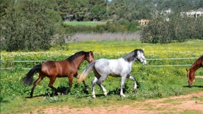 Club Hípico es Puig - hipica in Santa Gertrudis de Fruitera