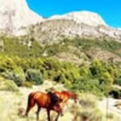 La Caseta del Plá de La Gralla - hipica in Busot