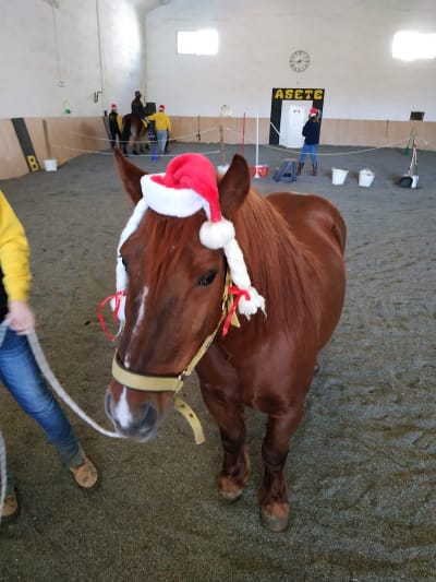 ASETE (Asociación de Especialistas en Terapias Ecuestres) - hipica in Aldaia