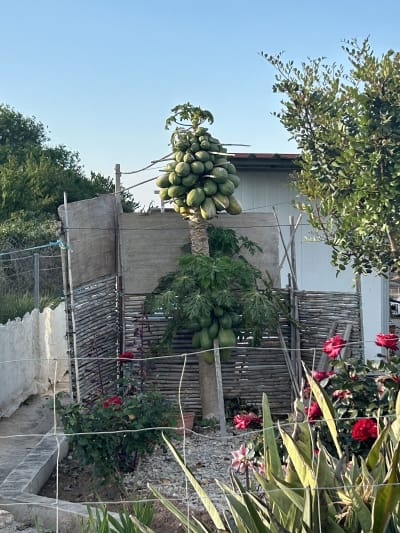 Berta navarro - hipica in La Pobla de Farnals