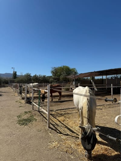 Escuela ecuestre La pradera - hipica in Granada