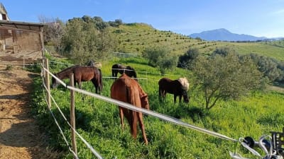 Rio horseriding - hipica in Riogordo