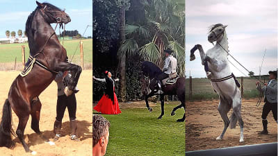 Club Hípico Las Lagunetas - hipica in Rota